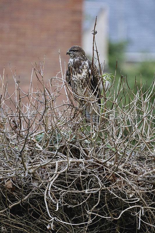 常见的秃鹰(Buteo Buteo)